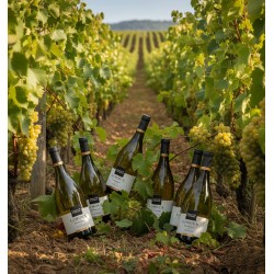 Un vignoble luxuriant, baigné par la lumière chaude d'une journée ensoleillée.Six bouteilles de chardonnay Océanique Toques et Clochers élevé en fût de chêne, au pied des ceps de vigne.Des grappes de raisins dorés prêts pour la récolte. Le feuillage vert et dense témoigne de la vitalité du vignoble. Des collines boisées sous un ciel clair, complétant ce paysage viticole idyllique.