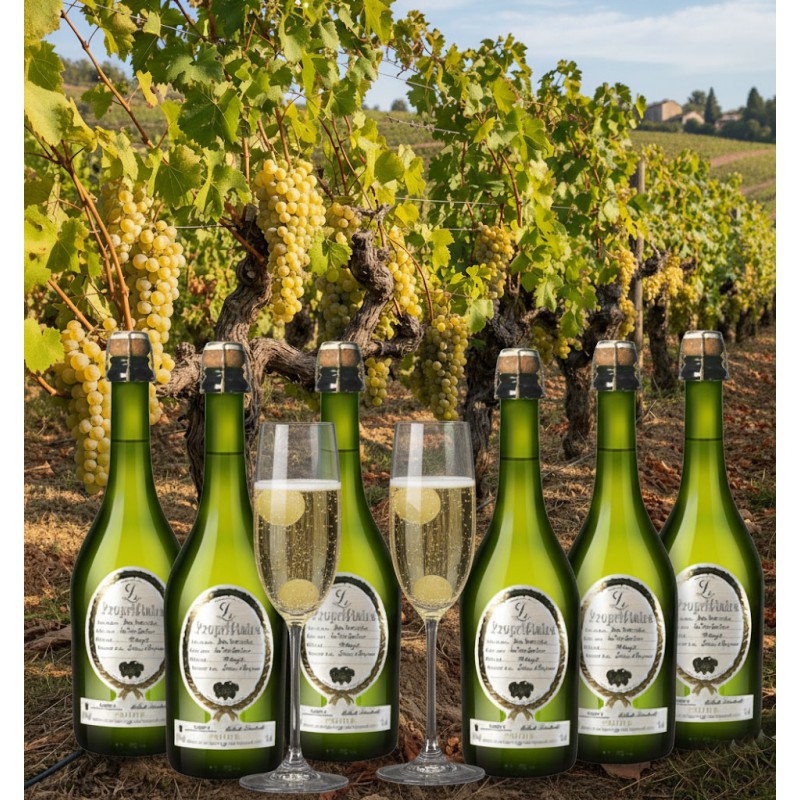 Six bouteilles de vin pétillant blanquette ancestrale"Le Propriétaire" et deux flûtes remplies sont mises en scène directement dans un vignoble. En arrière-plan, les ceps de vigne ploient sous le poids de généreuses grappes de raisin blanc, prêtes pour la vendange. Le soleil illumine le paysage vallonné, créant une ambiance de célébration de la récolte.
