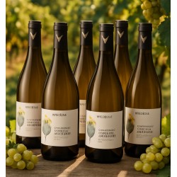 six bouteilles de vin blanc Chardonnay "Côte de prouilhe"sur une table en bois rustique. On distingue un vignoble verdoyant sous un ciel lumineux. Des grappes de raisin blanc sont visibles de chaque côté des bouteilles. La lumière du soleil traverse les feuilles de vigne, créant des jeux d'ombre et de lumière sur la table et les bouteilles.